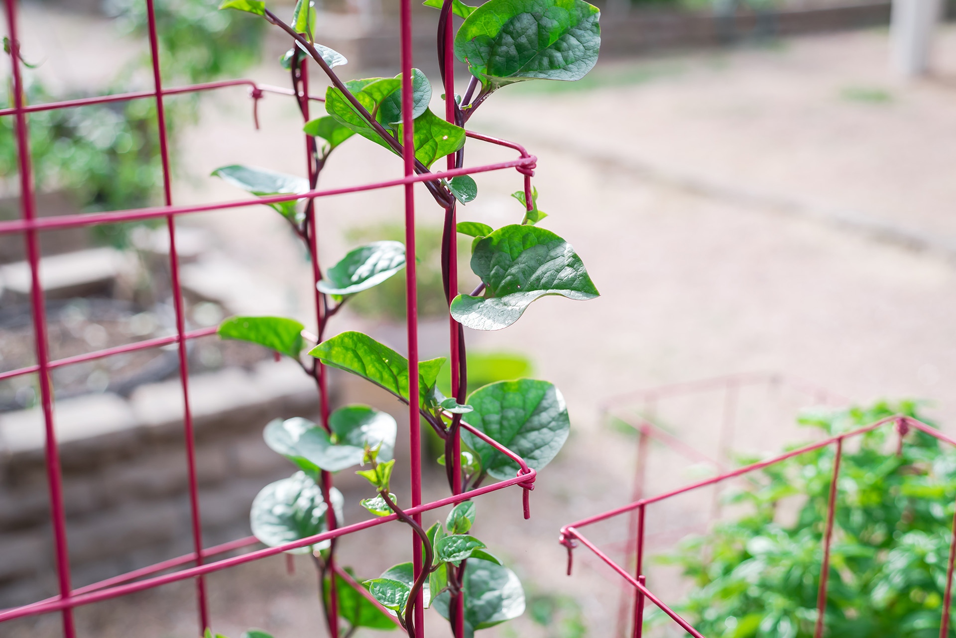 Détournez vos clôtures en supports pour plantes grimpantes !