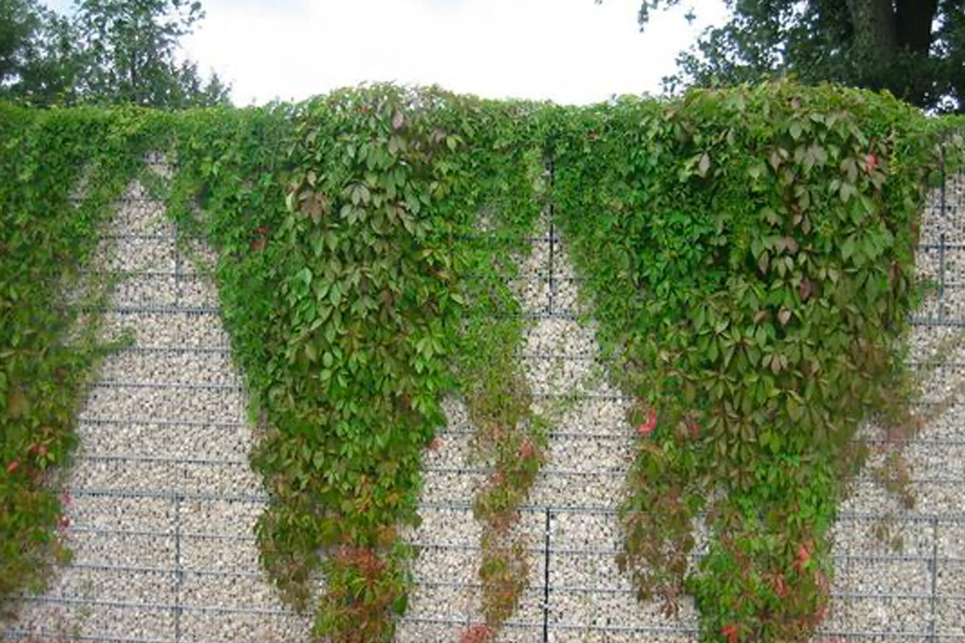 mur gabion végétalisé